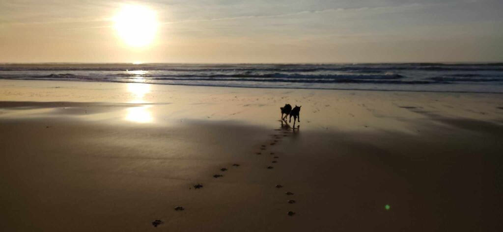 coucher de soleil sur le Médoc avec des chiens